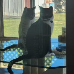 Lost Male Cat last seen Larkwood and Gretta, West Covina, CA 91790