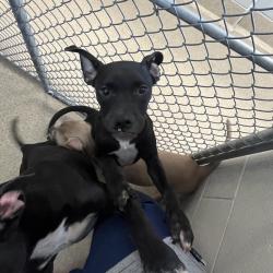 Shelter Stray Male Dog last seen , 54687 Co Rd 19, Bristol, IN 46507, USA