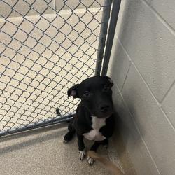 Shelter Stray Male Dog last seen , 54687 Co Rd 19, Bristol, IN 46507, USA