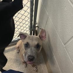 Shelter Stray Male Dog last seen , 54687 Co Rd 19, Bristol, IN 46507, USA
