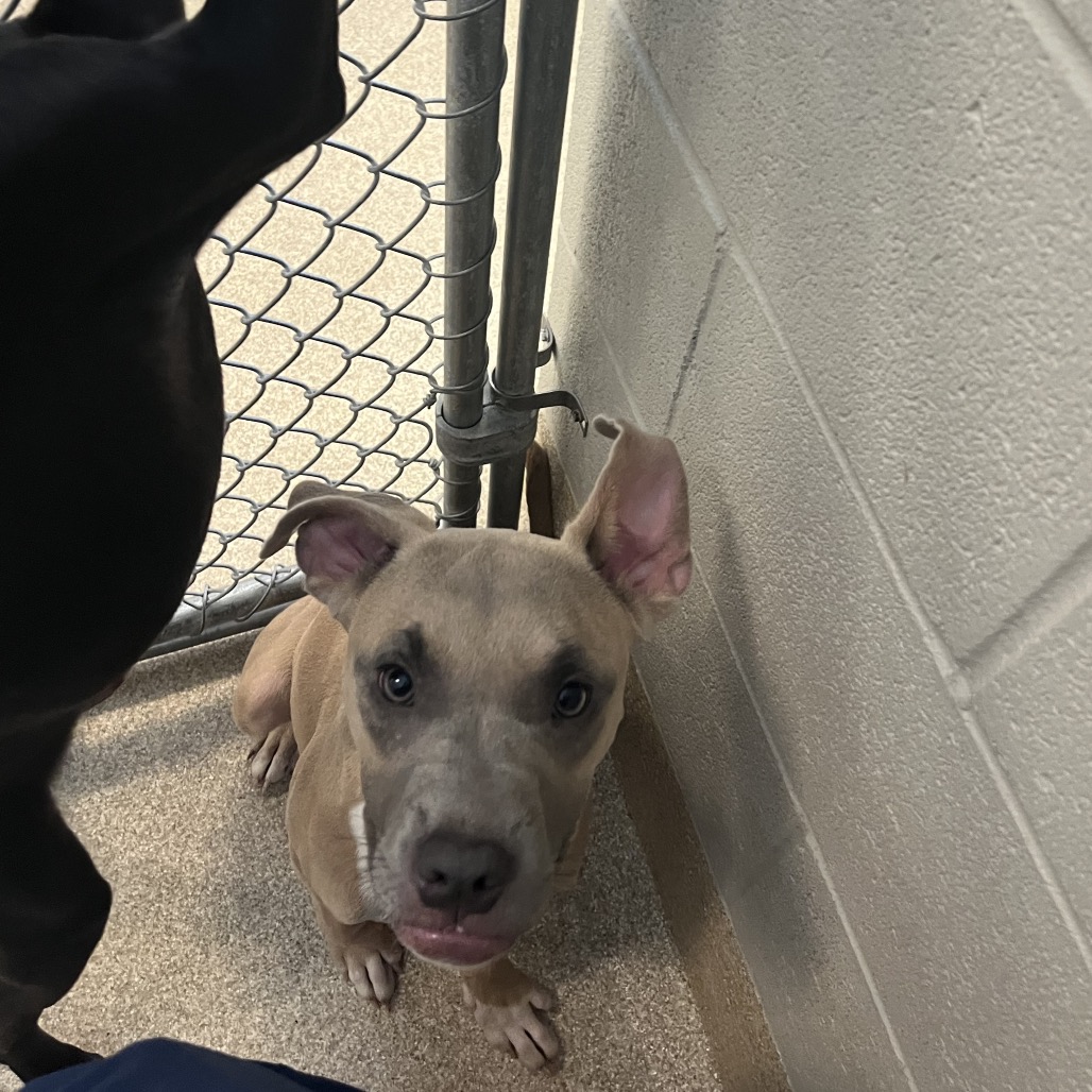Shelter Stray Male Dog last seen , 54687 Co Rd 19, Bristol, IN 46507, USA