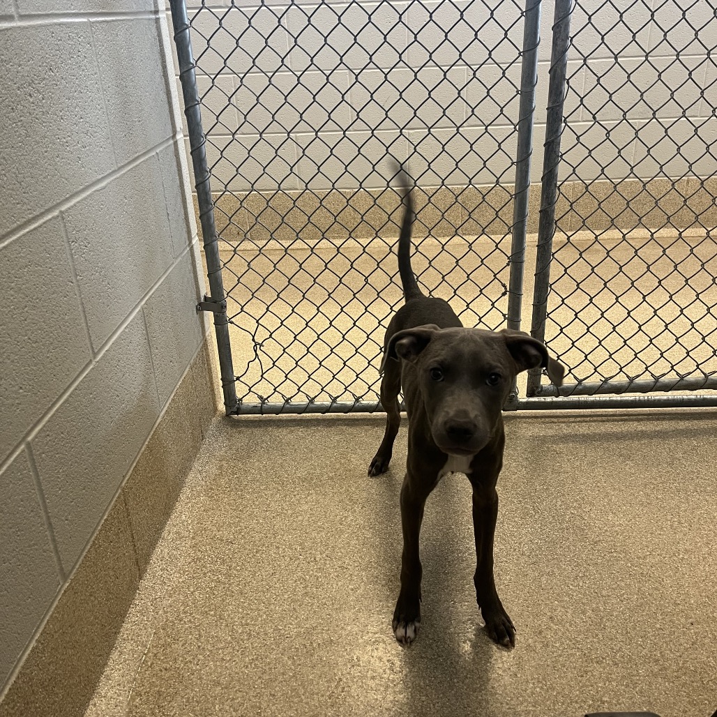 Shelter Stray Male Dog last seen , 54687 Co Rd 19, Bristol, IN 46507, USA