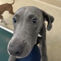 Shelter Stray Male Dog last seen , 54687 Co Rd 19, Bristol, IN 46507, USA