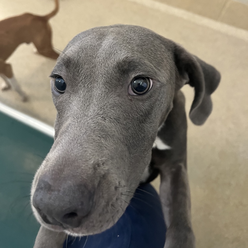 Shelter Stray Male Dog last seen , 54687 Co Rd 19, Bristol, IN 46507, USA