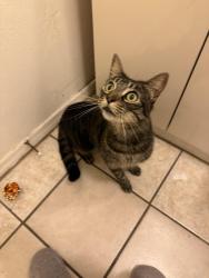 Reunited Male Cat last seen Reseda and Saticoy, Los Angeles, CA 91335