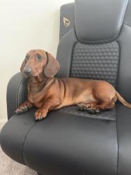 Reunited Male Dog last seen Last seen at this address, Green Hill, TN 37138
