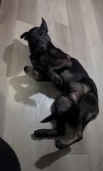 Found/Stray Male Dog last seen Dollar general, Montgomery County, TX 77355