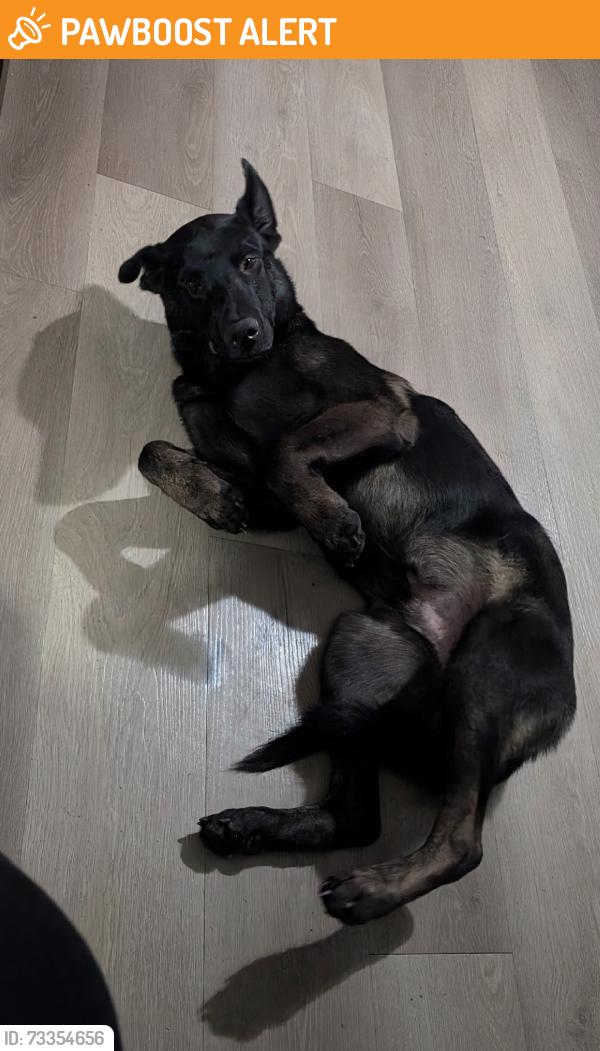 Found/Stray Male Dog last seen Dollar general, Montgomery County, TX 77355