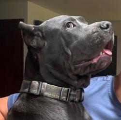 Reunited Male Dog last seen Wood Street, Lake Mary, FL 32746