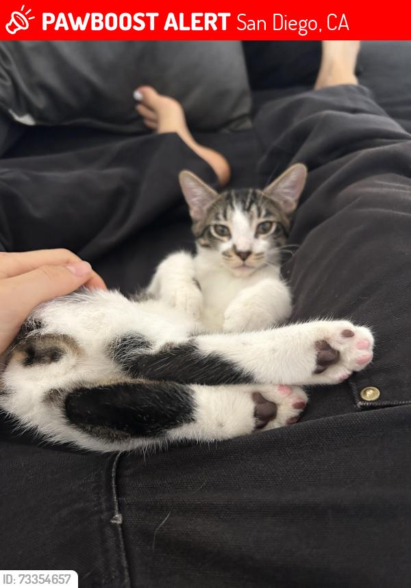 Lost Male Cat last seen Camino Ruiz, San Diego, CA 92126