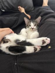 Lost Male Cat last seen Camino Ruiz, San Diego, CA 92126
