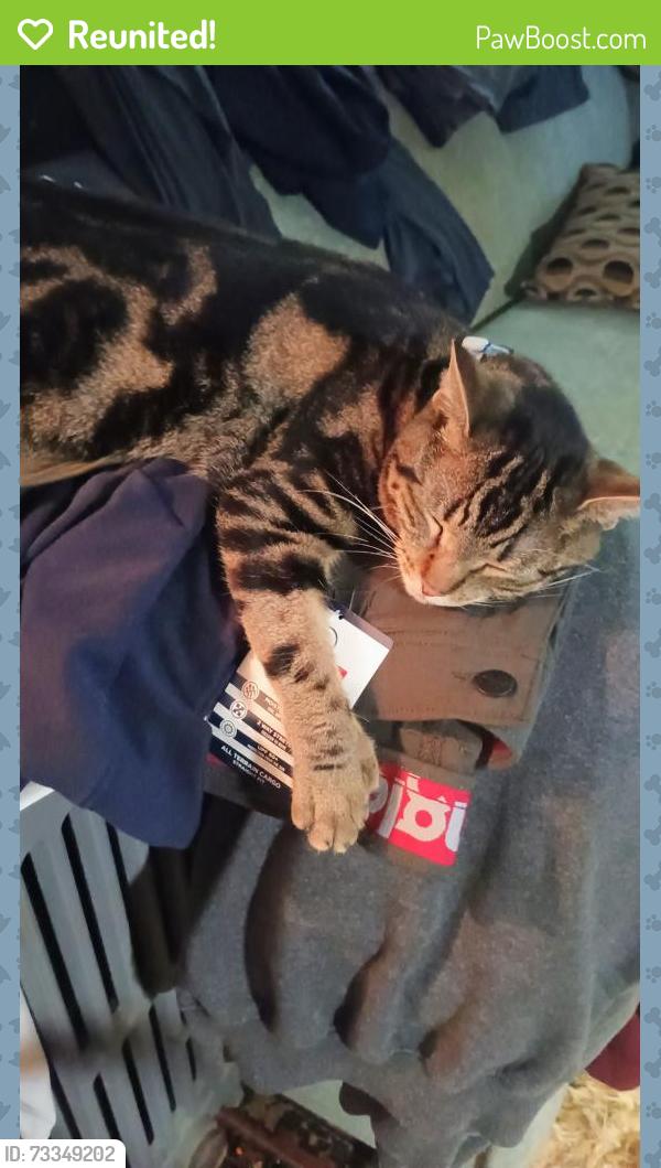 Reunited Female Cat last seen Woodcliff rd and Rockledge rd., Newton, MA 02461