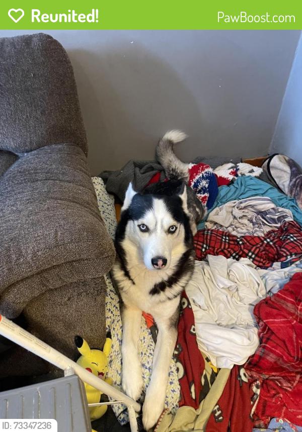 Reunited Male Dog last seen It’s been a hour since he was last seen so I’m not sure where he could be now, Buffalo, NY 14220