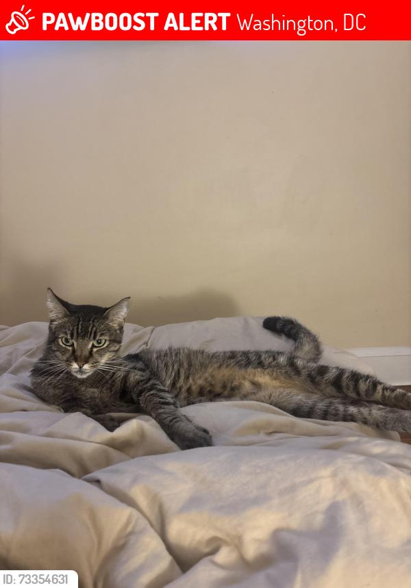 Lost Male Cat last seen Massachusetts Ave NE / A ST NE / 8th ST NE, Washington, DC 20002