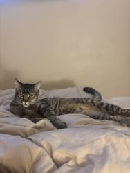 Lost Male Cat last seen Massachusetts Ave NE / A ST NE / 8th ST NE, Washington, DC 20002