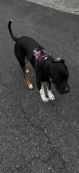 Found/Stray Male Dog last seen 8th Ave ct s and 140th, Tacoma, WA 98444