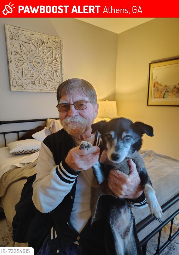 Lost Female Dog last seen Groves at 5 points 2085 s milledge ave, Athens, GA 30605