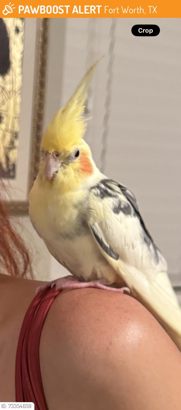 Found/Stray Unknown Bird last seen I20&River Park Dr, Fort Worth, TX 76116