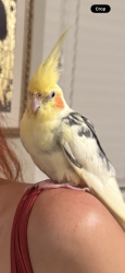 Found/Stray Unknown Bird last seen I20&River Park Dr, Fort Worth, TX 76116