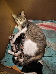 Lost Female Cat last seen Meadowview and Greenleaf cross streets, North Richland Hills, TX 76182