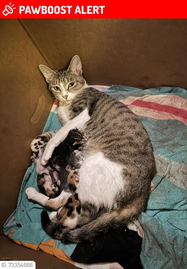 Lost Female Cat last seen Meadowview and Greenleaf cross streets, North Richland Hills, TX 76182
