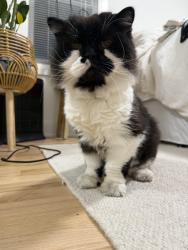 Reunited Unknown Cat last seen Woodward Ave and Emmons Ave, Birmingham, MI 48009