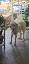Found/Stray Male Dog last seen I35 in Lacy Lakeview, Waco, TX 76705
