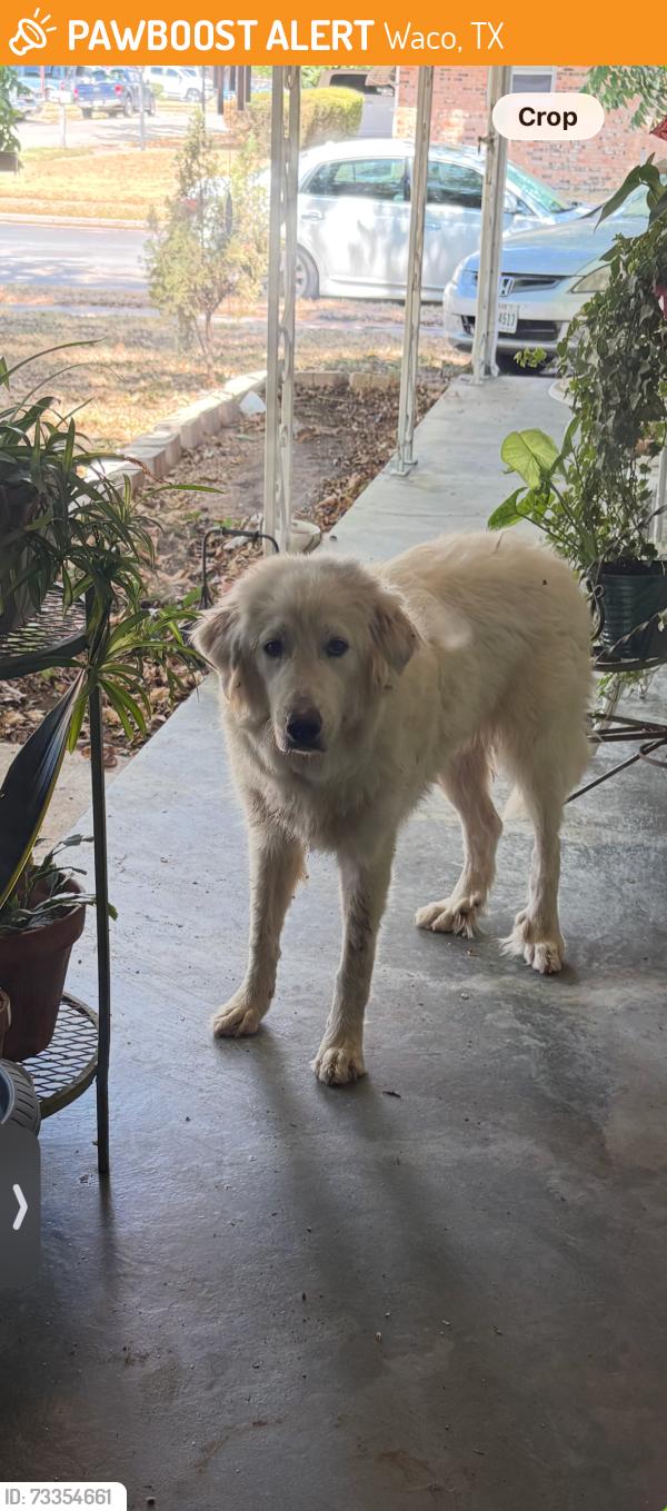 Found/Stray Male Dog last seen I35 in Lacy Lakeview, Waco, TX 76705