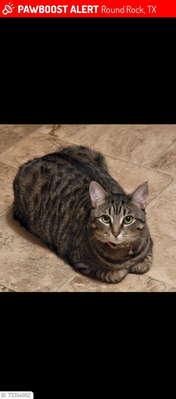 Lost Female Cat last seen Gattis school and Round Rock Ranch, Round Rock, TX 78665