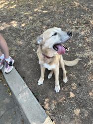 Found/Stray Male Dog last seen Iowa and Utah, Norman, OK 73069