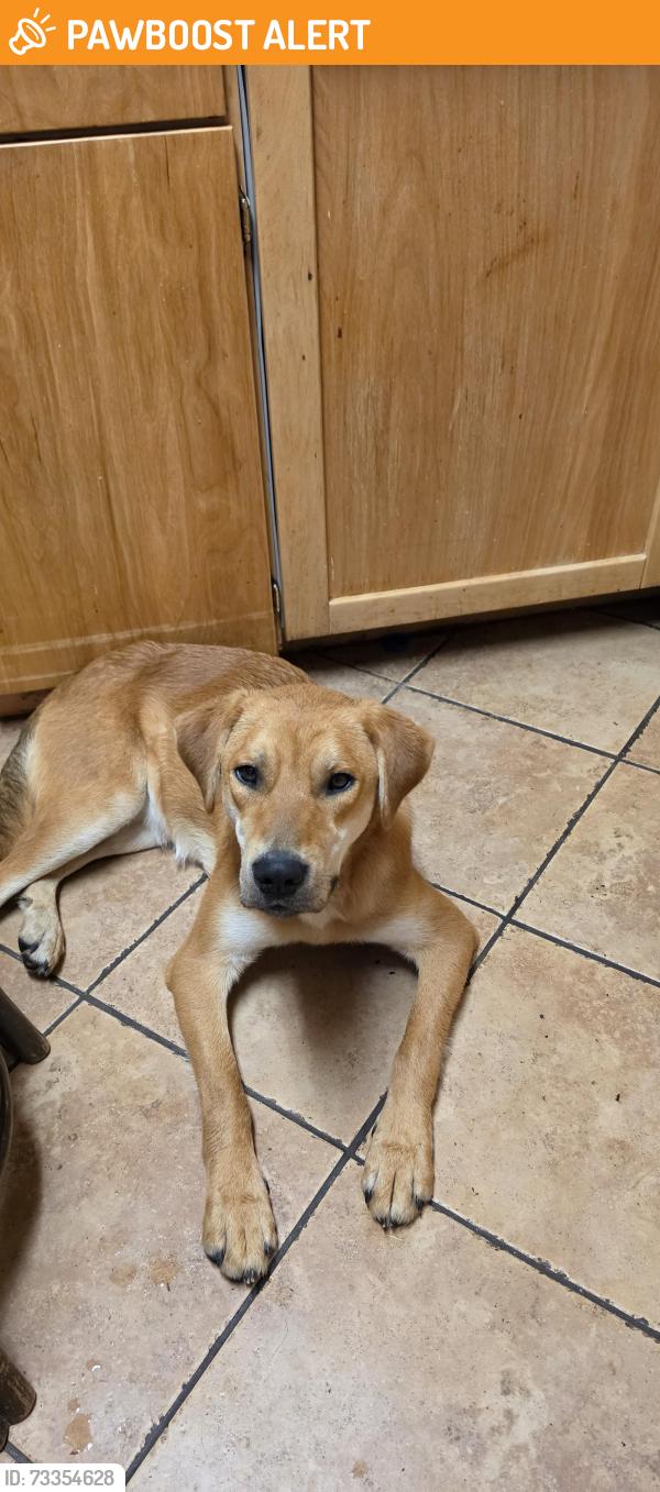 Found/Stray Male Dog last seen By Bald Mtn turnoff junction of Grangemont Rd and Highway 11, Pierce, ID 83546
