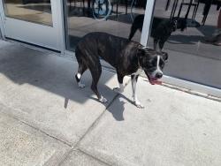 Reunited Unknown Dog last seen Hewitt dr by Starbucks, Waco, TX 76712