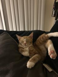 Lost Male Cat last seen Camino Ruiz, San Diego, CA 92126