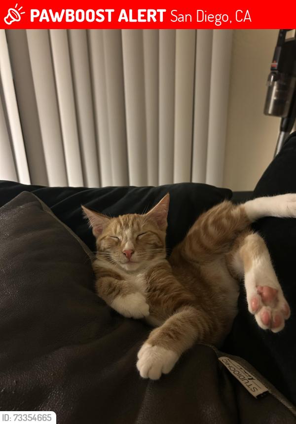 Lost Male Cat last seen Camino Ruiz, San Diego, CA 92126