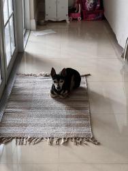 Lost Male Dog last seen Fig Tree Lane, Plantation, FL 33317