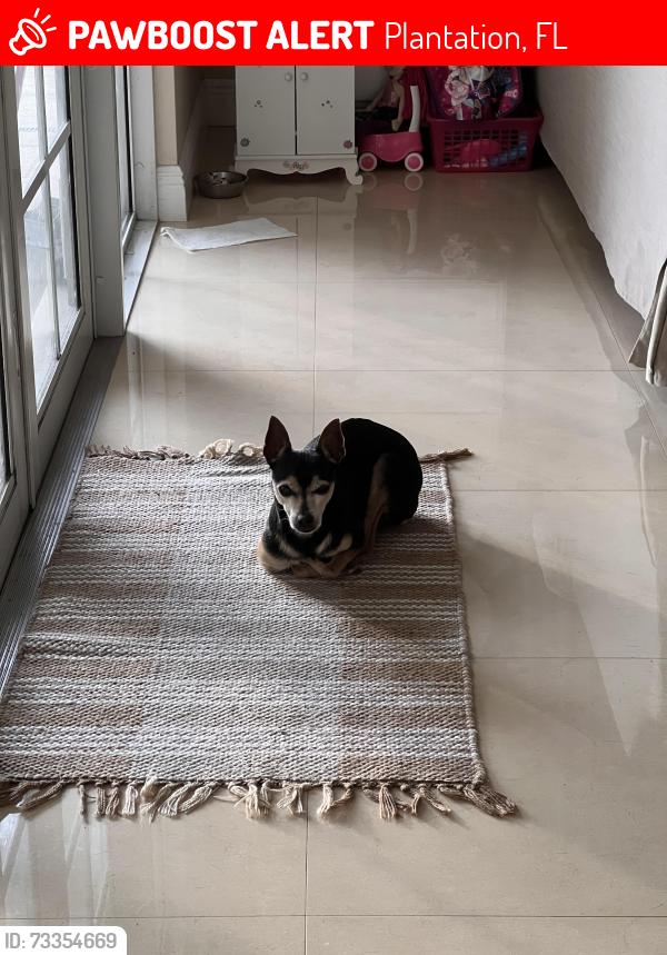 Lost Male Dog last seen Fig Tree Lane, Plantation, FL 33317