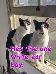 Lost Male Cat last seen First street and S Myrtle Ave, Tustin, CA 92780