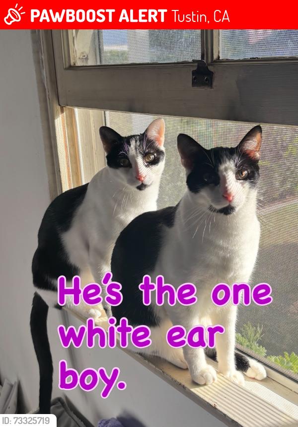 Lost Male Cat last seen First street and S Myrtle Ave, Tustin, CA 92780