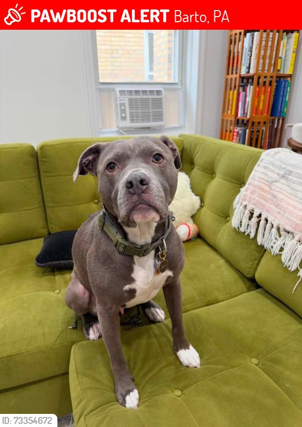 Lost Male Dog last seen Niantic road, Barto, PA 19504