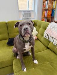 Lost Male Dog last seen Niantic road, Barto, PA 19504