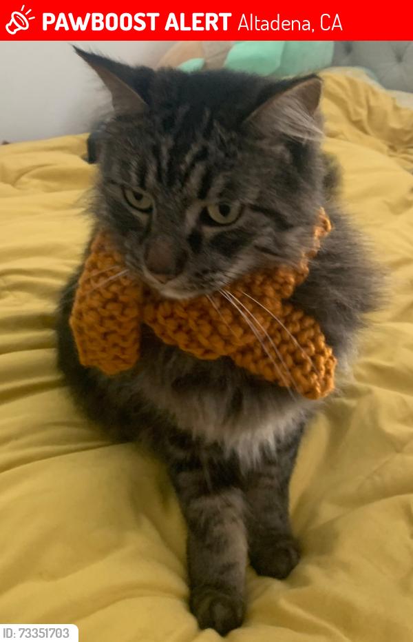 Lost Male Cat last seen on Sonoma, close to Mar Vista, Altadena, CA 91001