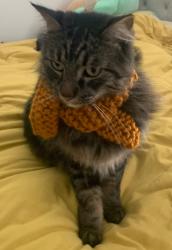 Lost Male Cat last seen on Sonoma, close to Mar Vista, Altadena, CA 91001