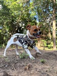 Lost Male Dog last seen Grice rd /77, Marietta, OK 73448