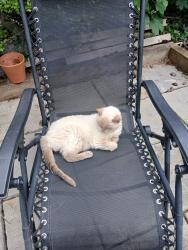 Lost Female Cat last seen Oakfield Rd, Balsall Heath, England 