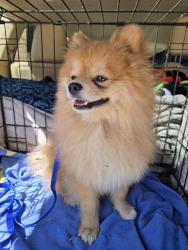Found/Stray Male Dog last seen Keystone aveand troy ave, Indianapolis, IN 46227
