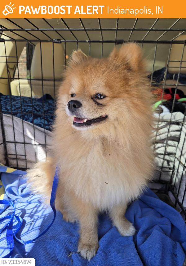 Found/Stray Male Dog last seen Keystone aveand troy ave, Indianapolis, IN 46227