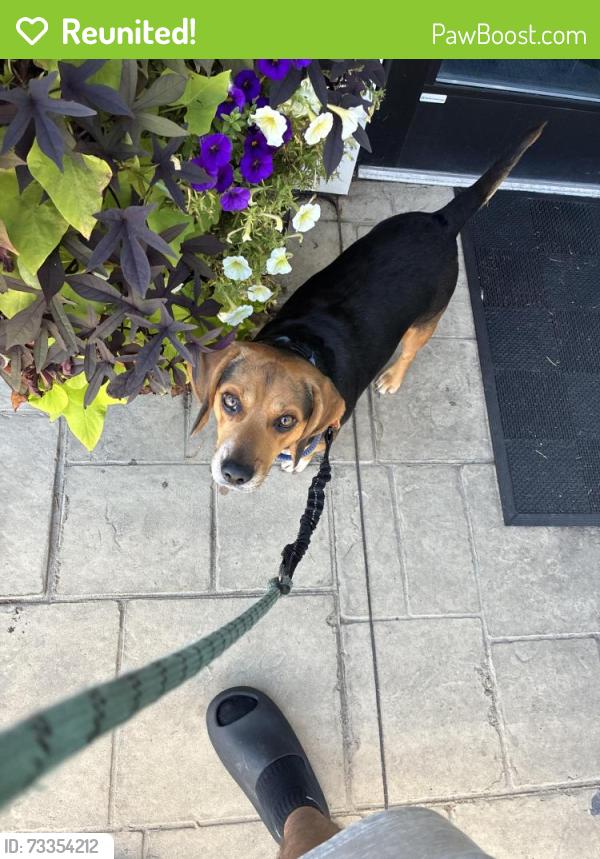 Reunited Male Dog last seen Albany Ave, Amityville, NY 11701