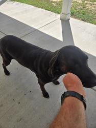 Found/Stray Female Dog last seen bunkers bay ln and black bridge rd, Parkton, NC 28371