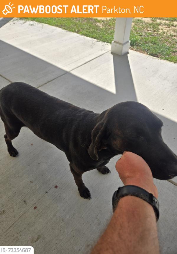 Found/Stray Female Dog last seen bunkers bay ln and black bridge rd, Parkton, NC 28371