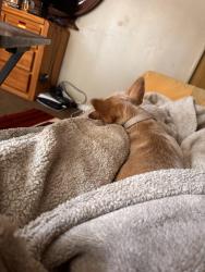 Lost Female Dog last seen Lincoln elementary, Sanger, CA 93657